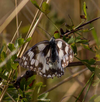 Image of marbled white