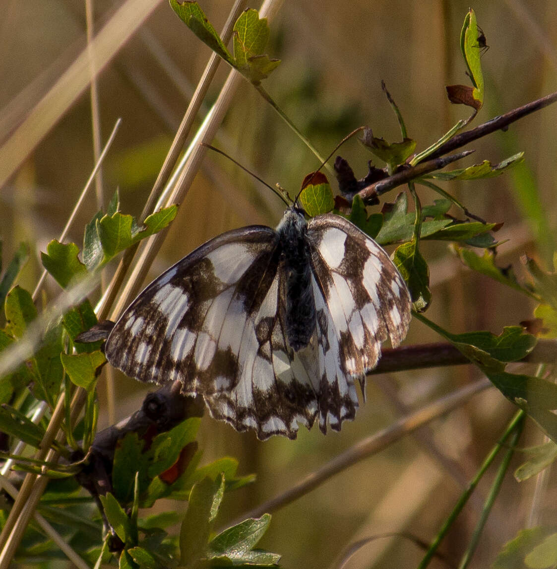 Image of marbled white