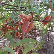 Plancia ëd Acacia crassicarpa A. Cunn. ex Benth.