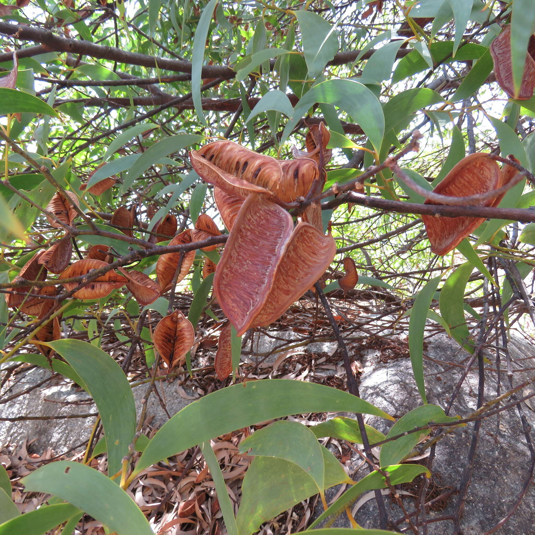 Plancia ëd Acacia crassicarpa A. Cunn. ex Benth.