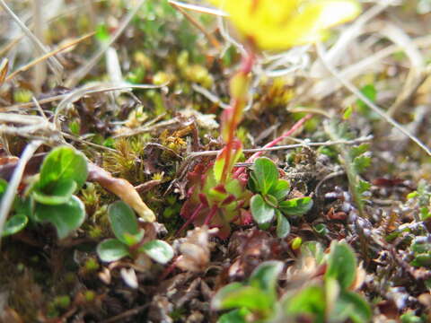 Image of whiplash saxifrage