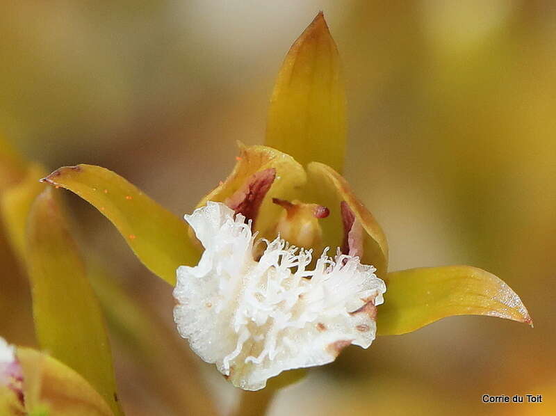 Image of Acrolophia lamellata (Lindl.) Pfitzer