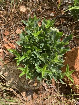 Neuracanthus africanus T. Anders. ex S. Moore resmi