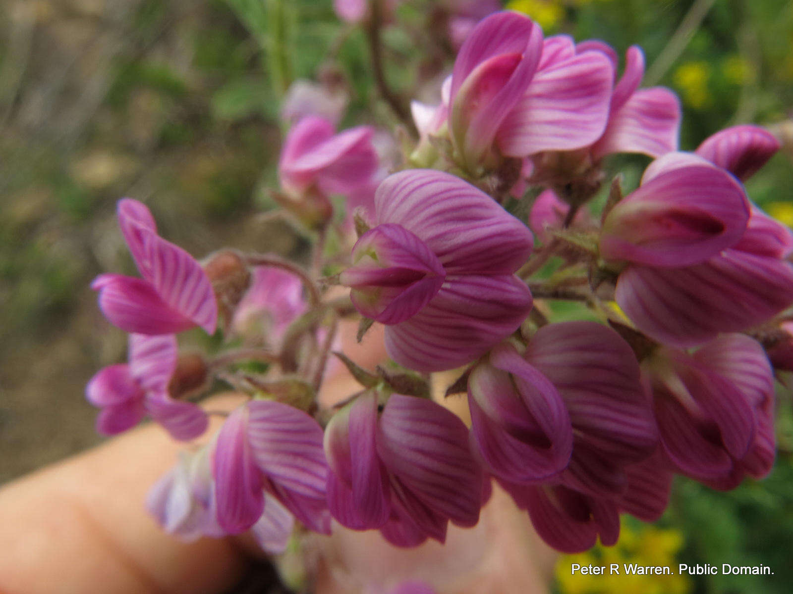 Image of Lessertia perennans var. perennans