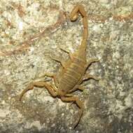 Image of Arizona Bark Scorpion