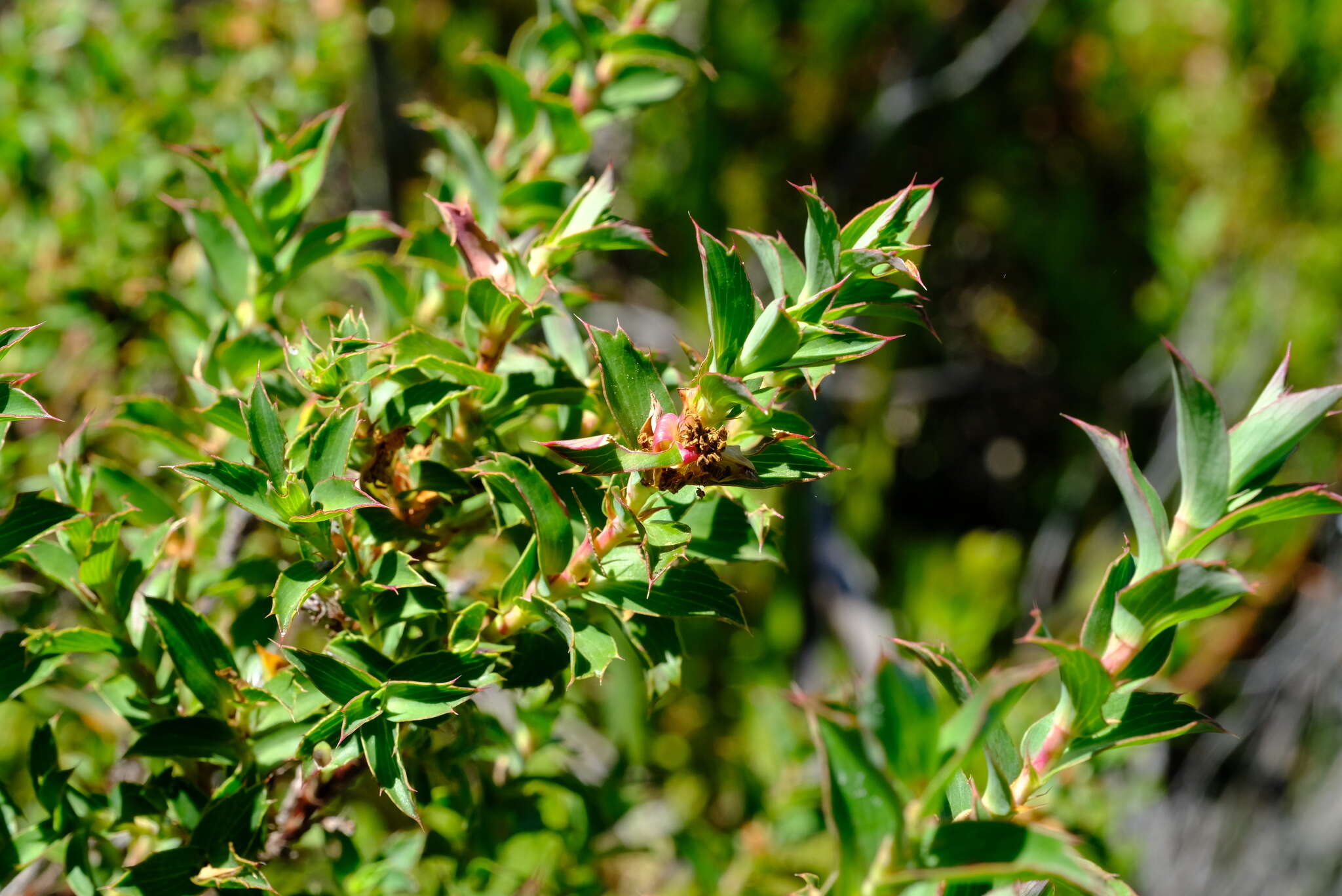 Image of <i>Cliffortia <i>ilicifolia</i></i> var. ilicifolia