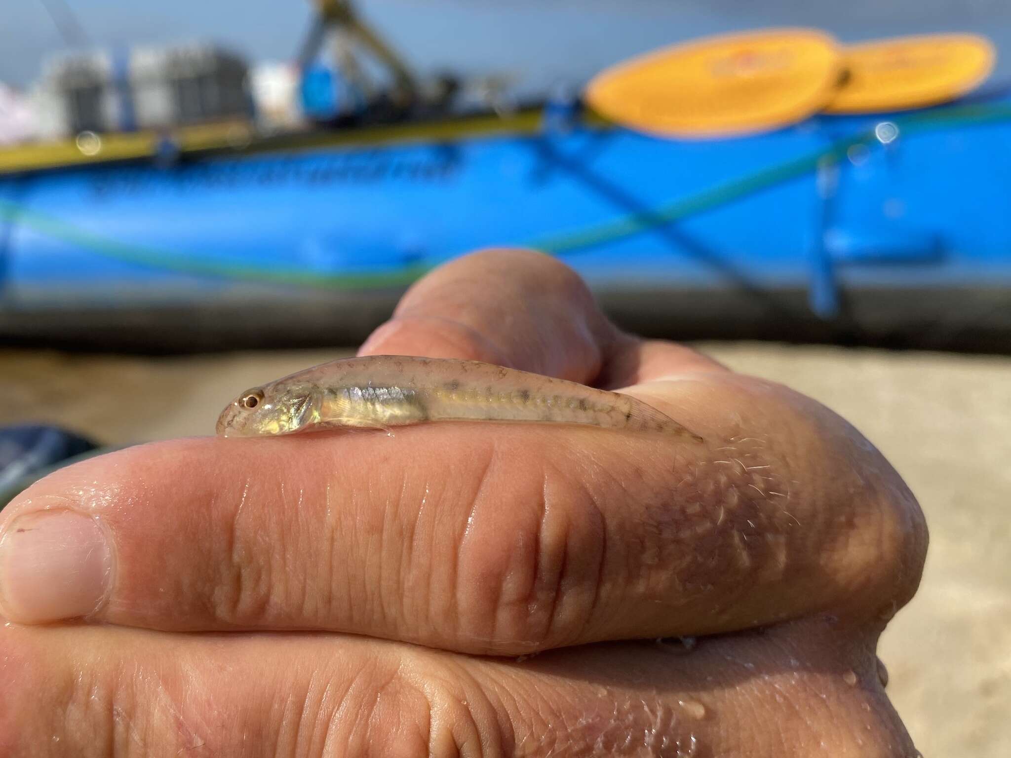 Image of Brown goby