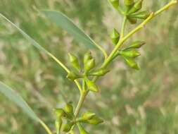 Слика од Eucalyptus ovata Labill.