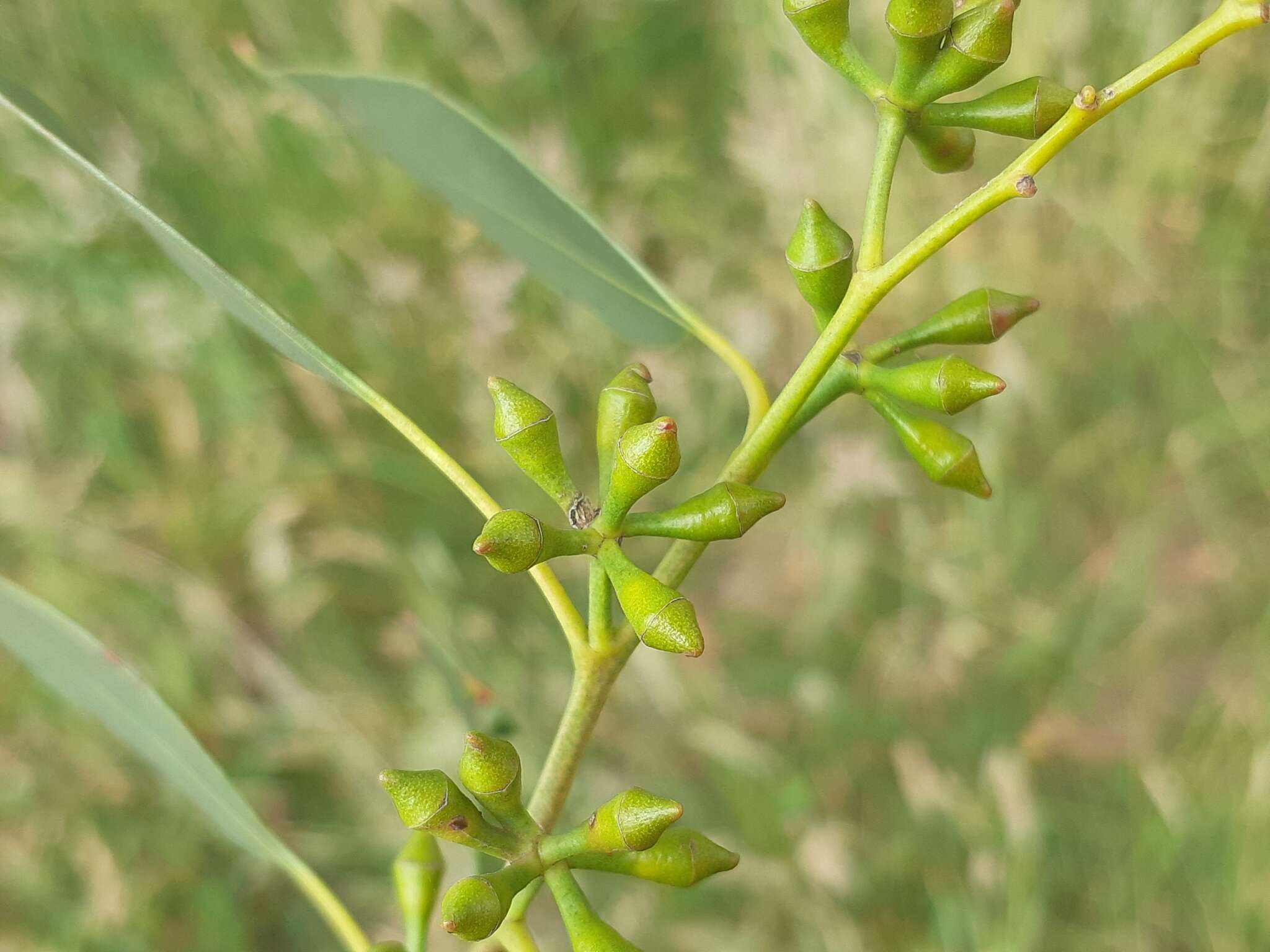 Слика од Eucalyptus ovata Labill.