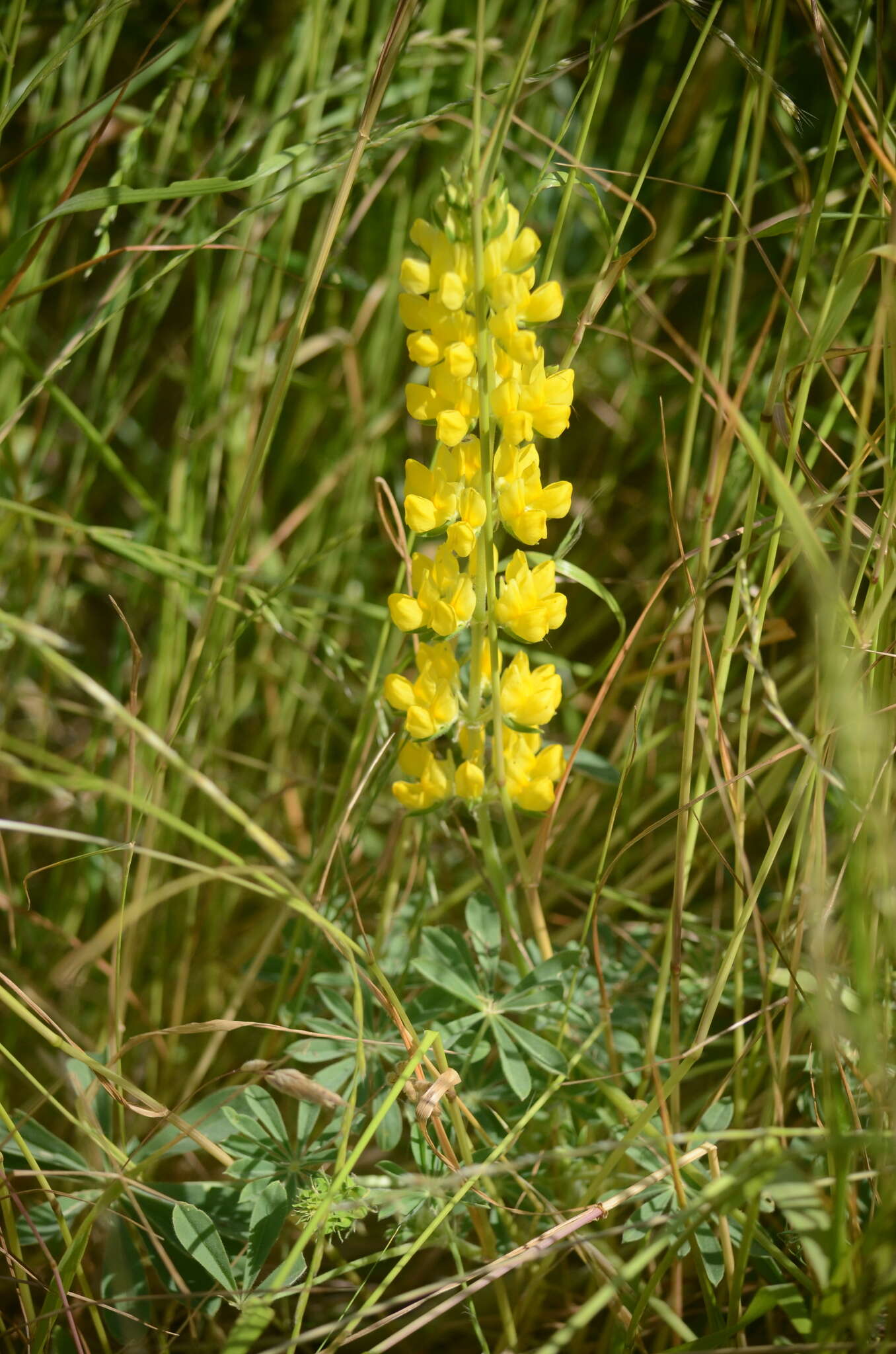 Image of whitewhorl lupine