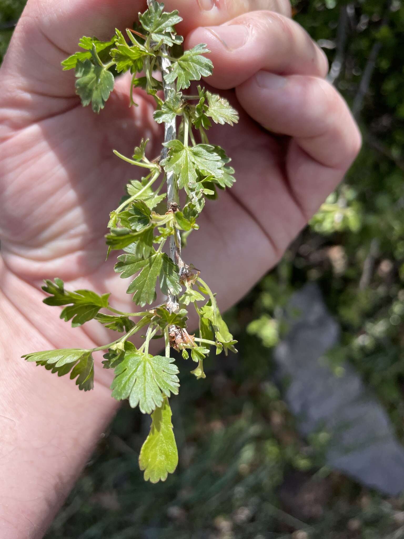 Image of trumpet gooseberry