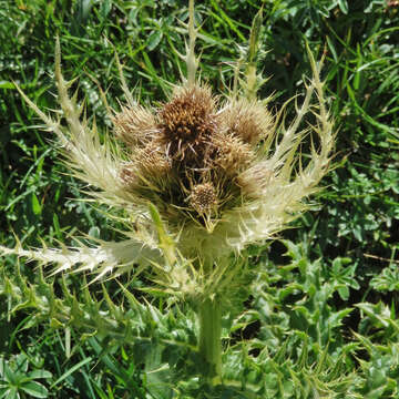 Image of Spiniest Thistle