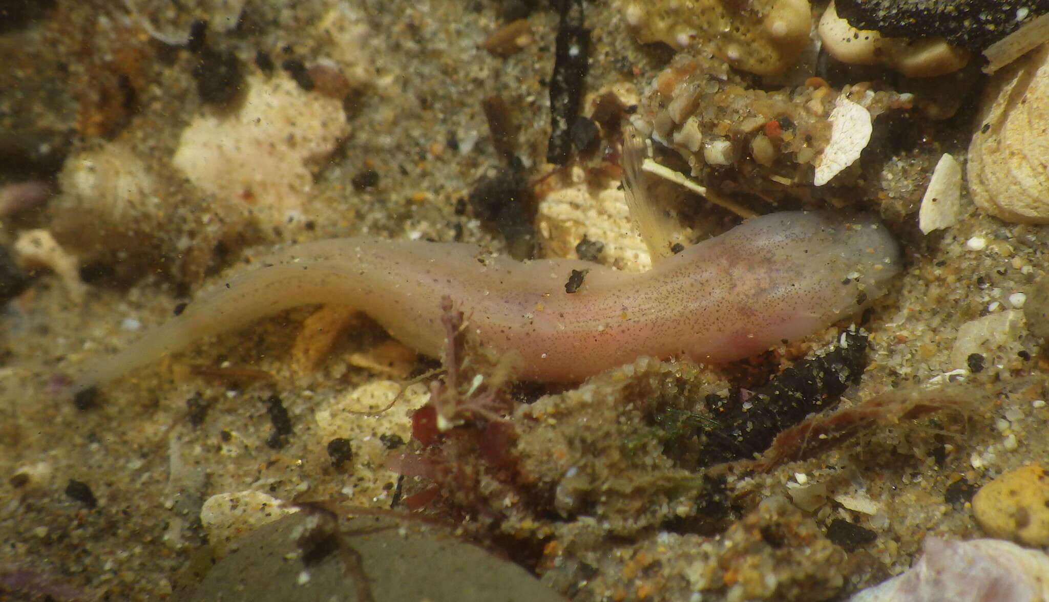 Слика од Typhlogobius californiensis Steindachner 1879