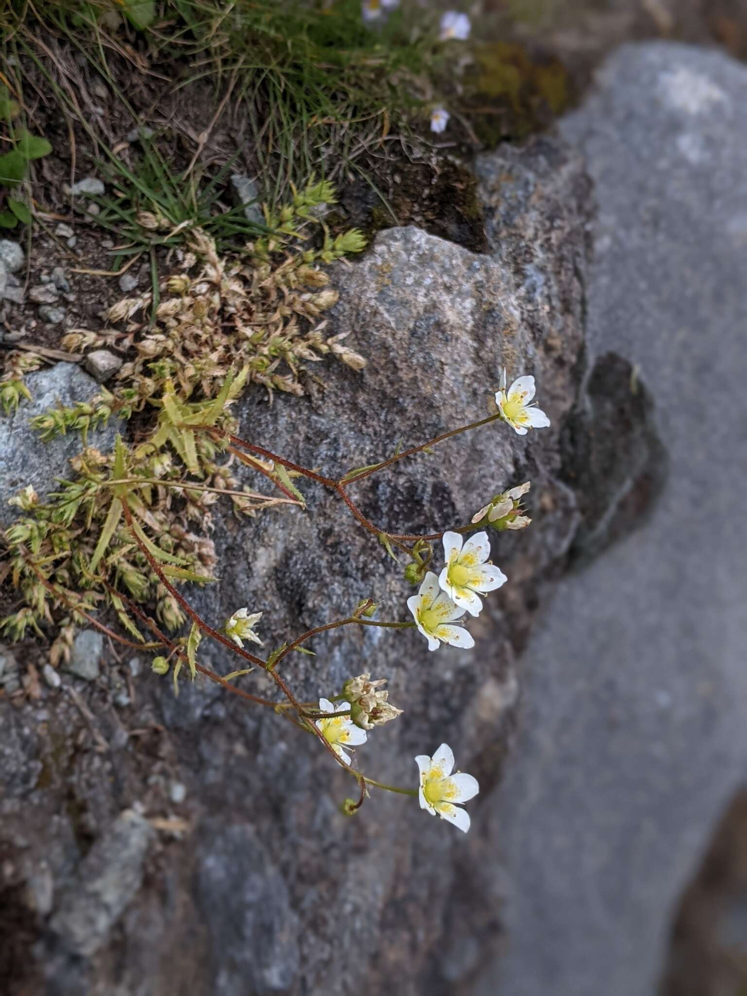 Imagem de Saxifraga aspera L.