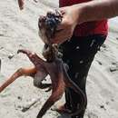 Image of Brazil reef octopus