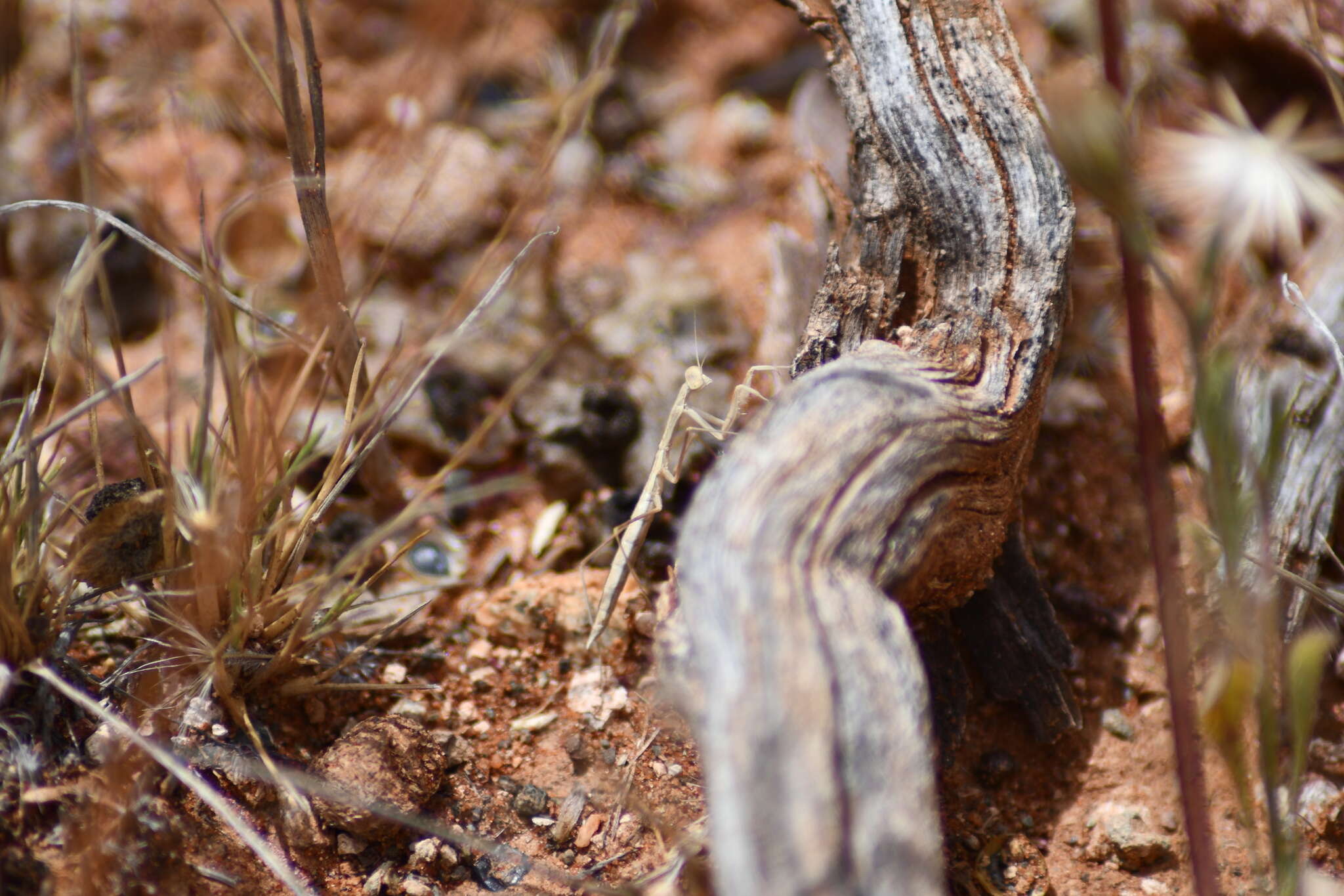 Image de Rhodomantis disparilis Westwood 1889