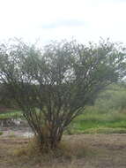 Слика од Vachellia farnesiana (L.) Wight & Arn.