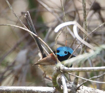 Image of Variegated Fairy-wren