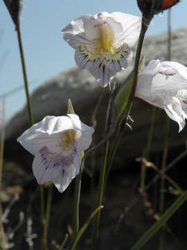 Imagem de Gladiolus taubertianus Schltr.