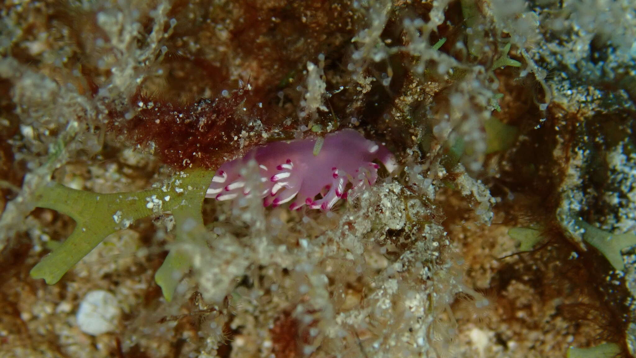 Image de Flabellina llerae Ortea 1989