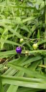 Plancia ëd Dianella ensifolia (L.) Redouté