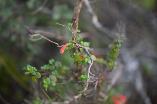 Image of Clinopodium mexicanum (Benth.) Govaerts