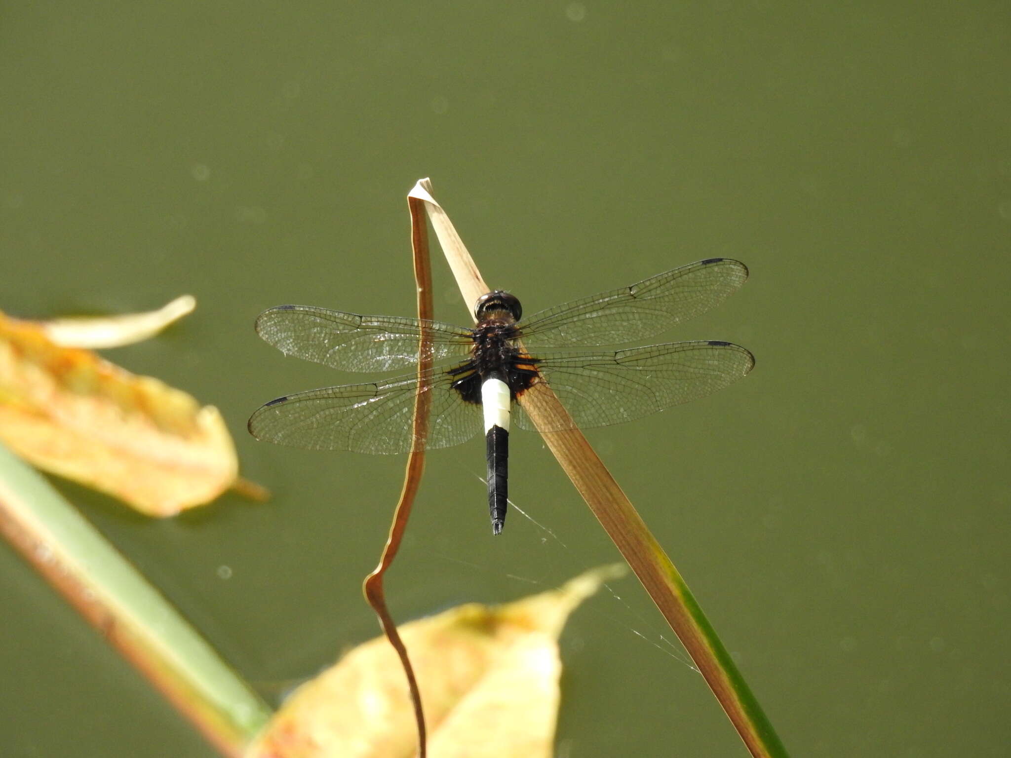 Pseudothemis zonata (Burmeister 1839) resmi