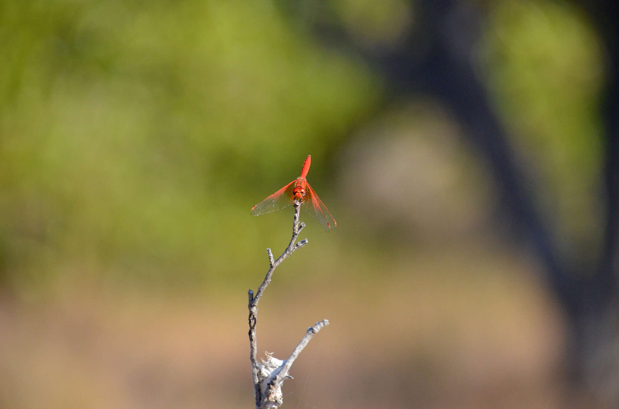 Imagem de Trithemis kirbyi Selys 1891