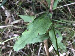 Image of Florida Sunflower