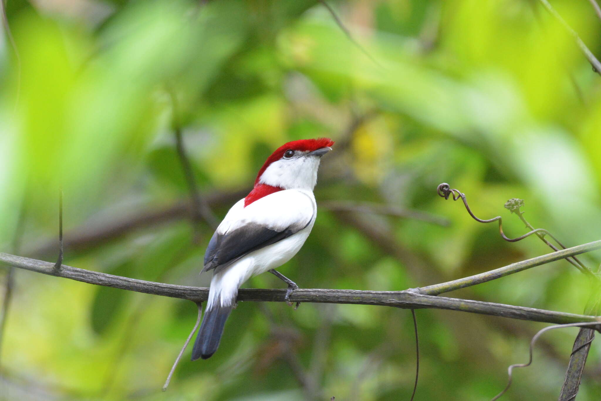 Imagem de Soldadinho-do-araripe