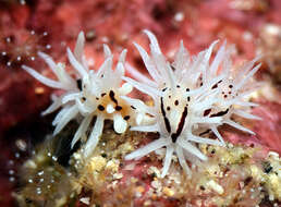 Image of Okenia brunneomaculata Gosliner 2004