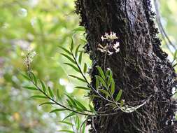 Plancia ëd Earina autumnalis (G. Forst.) Hook. fil.