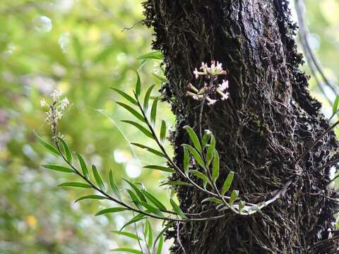 Earina autumnalis (G. Forst.) Hook. fil. resmi