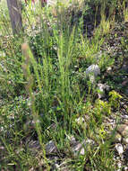 Image of rat's-tail fescue