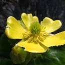 Image de Ranunculus godleyanus Hook. fil.