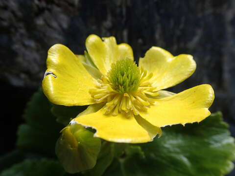 Image de Ranunculus godleyanus Hook. fil.