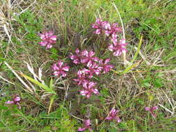 Imagem de Pedicularis sudetica subsp. pacifica Hultén