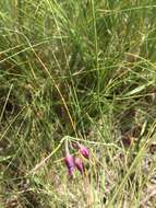 Pennellia longifolia (Benth.) Rollins resmi