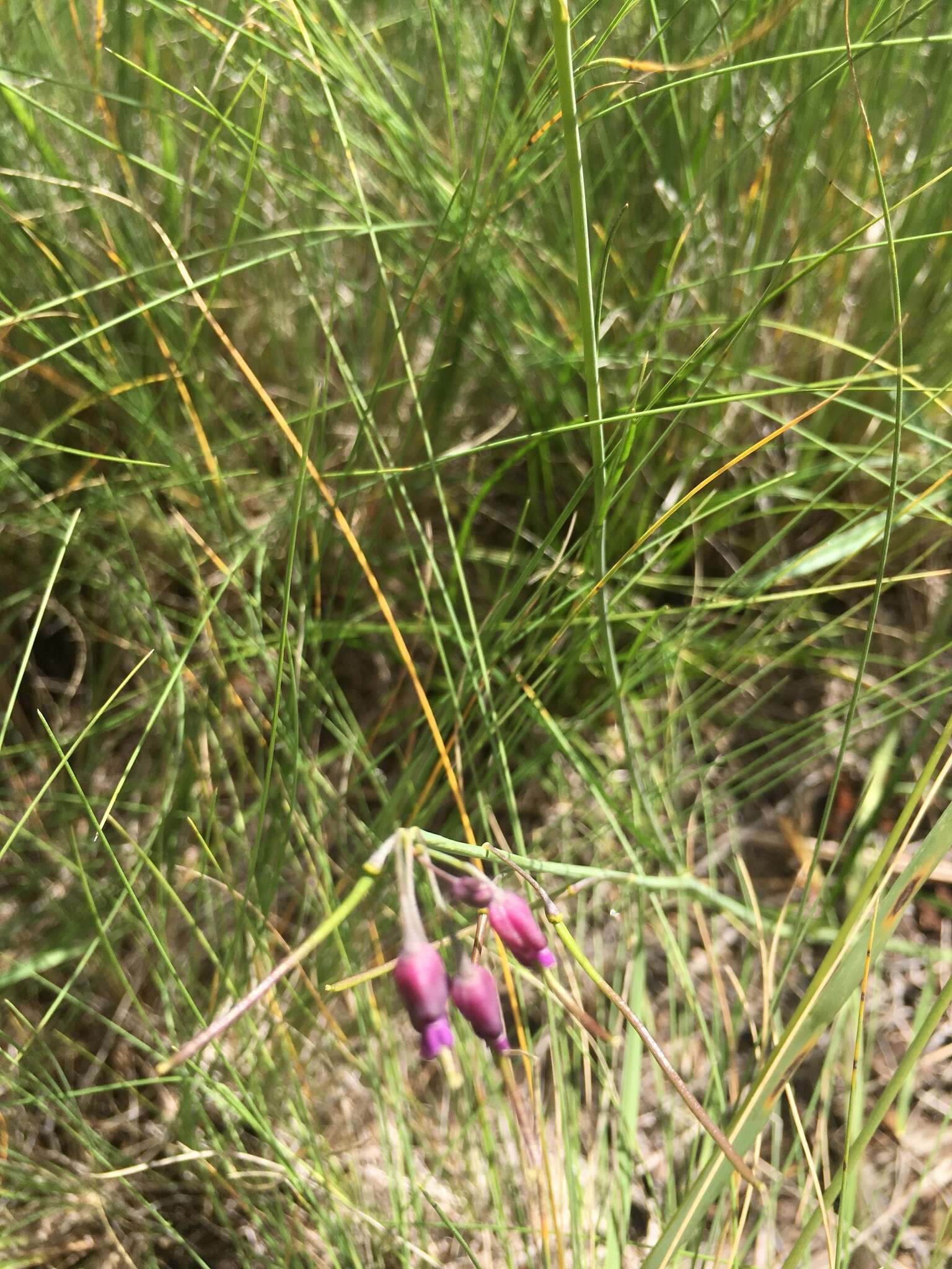 Image de Pennellia longifolia (Benth.) Rollins