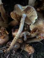 Image of Pholiota terrestris Overh. 1924