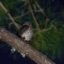 Image of Ninox scutulata burmanica Hume 1876