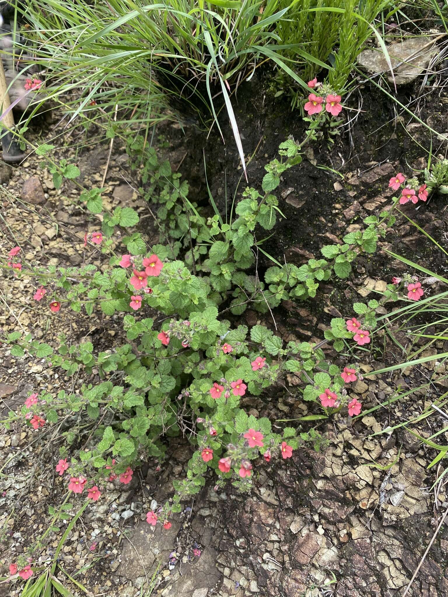 Image of Jamesbrittenia breviflora (Schltr.) O. M. Hilliard