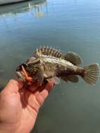 Image of Grass rockfish