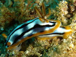 Image of Chromodoris strigata Rudman 1982