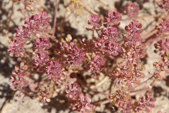 Image of shaggyfruit pepperweed