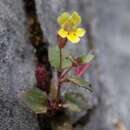 Image of Erythranthe taylorii G. L. Nesom