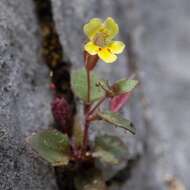 Image of Erythranthe taylorii G. L. Nesom