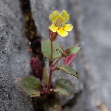 Plancia ëd Erythranthe taylorii G. L. Nesom