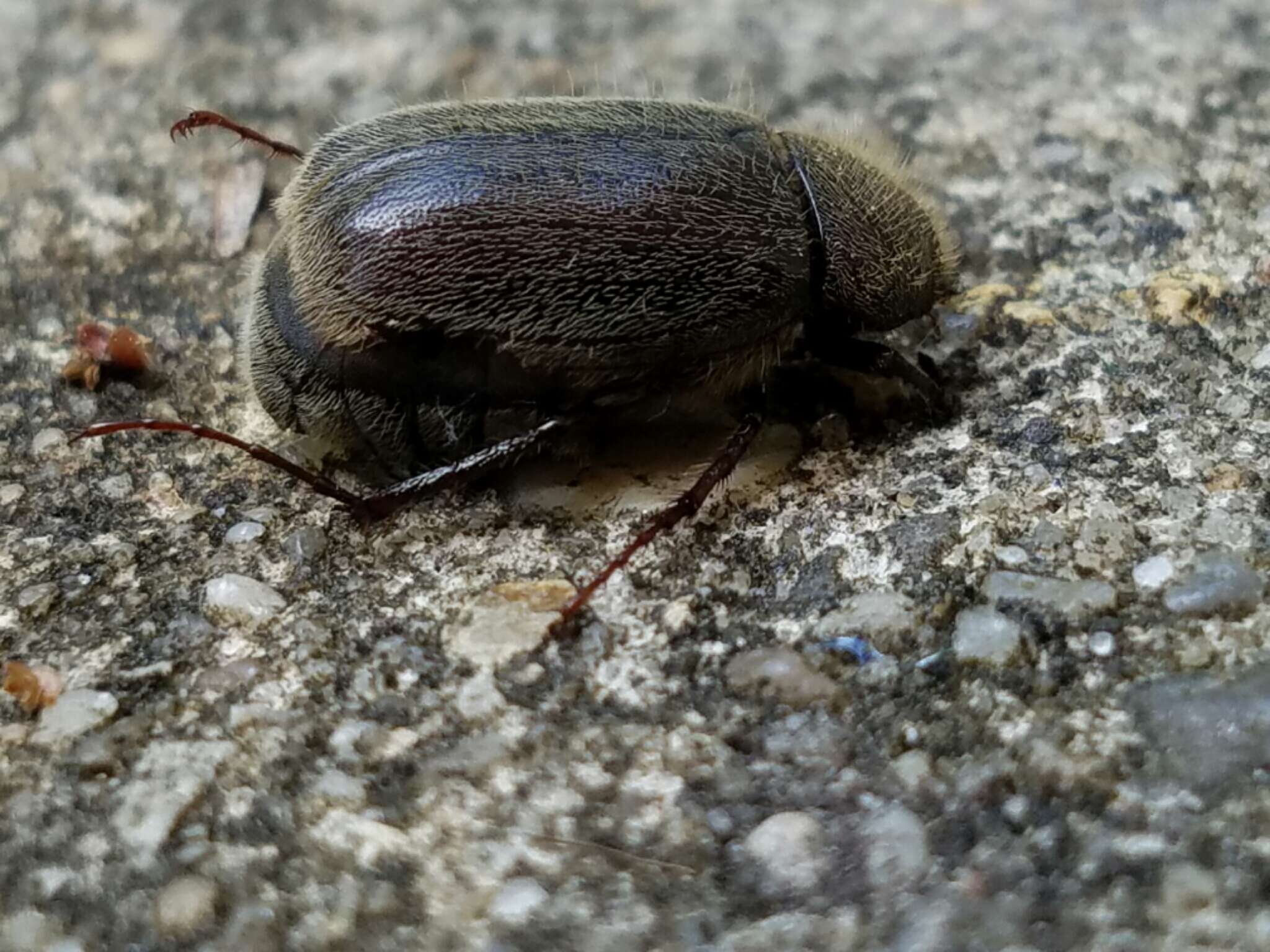 Image of Phyllophaga (Phyllophaga) crenulata (Frolich 1792)