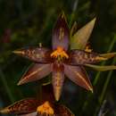 Image of Thelymitra jacksonii Hopper & A. P. Br. ex Jeanes